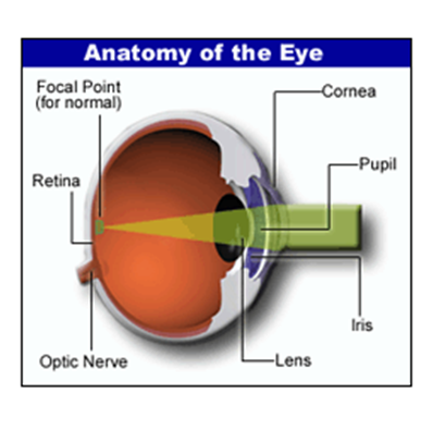 Anatomy of the Eye | Dr. P. S. Hardia Hospital